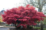 acer-palmatum-atropurpureum-acero-palmato-vs20-h-100-120-cm