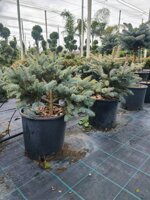 picea-glauca-a-cespuglio-vs26