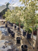 acer-negundo-vs20-h-150170-cm