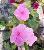 vinca-pervinca-vaso-12-fucsia-rosa-pesco