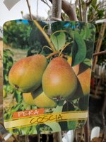 pera-alberi-da-frutto-in-fotocella-varieta-pera-coscia-pera-abate-fetel