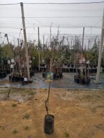 susina-alberi-da-frutto-in-fitocella-varieta-susina-pappagona-susina-president-black-amber