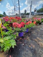 geranio-edera-pelargonium-haederifolium-peltatum-vaso-14-rosso-violetto
