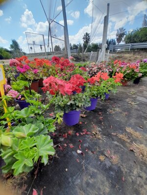 geranio-edera-pelargonium-haederifolium-peltatum-vaso-14-rosso-violetto