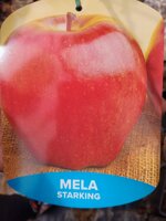 mela-in-fitocella-h-140150-cm-alberi-da-frutto