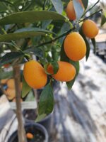 kumquat-mandarino-cinese-fortunella-japonica-h-90-cm
