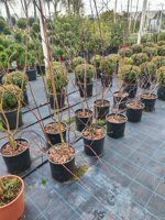 acer-palmatum-acero-palmato-a-cespuglio-vs20-h-80-cm