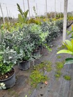 metrosideros-excelsa-vs18