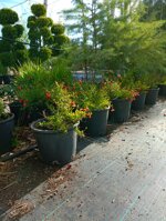 punica-granatum-nana-melograno-nano-vaso-18