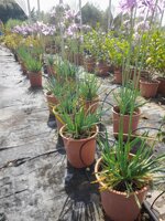 tulbaghia-violacea-vaso-18