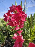 oleandro-nerium-olender-vaso-18-rosso-rosa-bianco-h-6080-cm