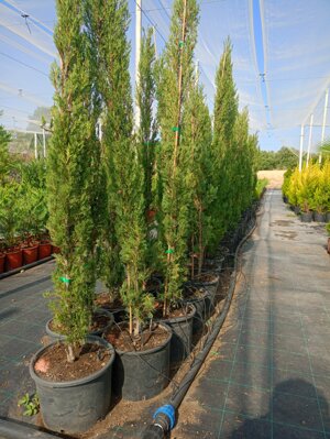 cipresso-toscano-innestato-cupressus-sempervirens-stricta