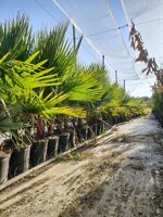 washingtonia-robusta-palma-messicana-vaso-22-diametro-base-tronco-4-6-cm