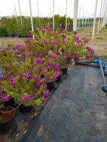 polygala-myrtifolia-vs18