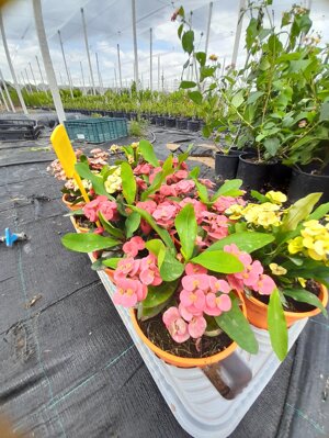 euphorbia-milii-vaso-14-rosso-rosa-giallo-pesco