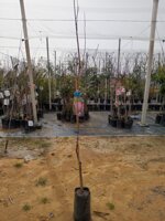 susina-alberi-da-frutto-in-fitocella-varieta-susina-pappagona-susina-president-black-amber