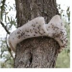 rincotrap-trappola-per-insetti-oziorrinco-e-forficula-15-cm-2025-metri-x-2