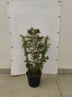 spalliera-di-grewia-occidentalis-vaso-18