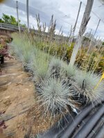 festuca-argentea-vaso-18