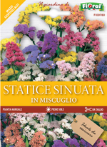 statice-sinuata-in-miscuglio-lortolano