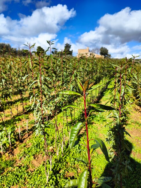 mandorlo innestato.jpeg