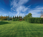 sementi-per-prato-maciste-bottos-miscuglio-a-tessitura-media