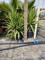 yucca-elephantipes-vs-30-h-90100-cm