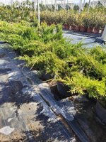 juniperus-media-old-gold-ginepro-vs18