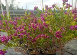 polygala-myrtifolia-vs18
