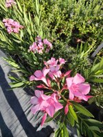 oleandro-nerium-olender-vaso-18-rosso-rosa-bianco-h-6080-cm