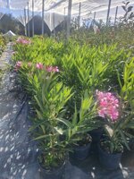 oleandro-nerium-olender-vaso-18-rosso-rosa-bianco-h-6080-cm