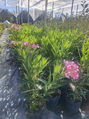 oleandro-nerium-olender-vaso-18-rosso-rosa-bianco-h-6080-cm