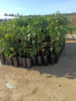 avocado-persea-americana-varieta-hass-e-bacon-innestato-in-vaso-h-80100-cm