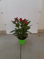 vinca-pervinca-vaso-12-fucsia-rosa-pesco