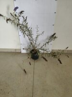 buddleja-pianta-delle-farfalle-vaso-18