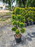 cupressocyparis-leylandii-innestato-a-pon-pon-h-80100-cm-e-h-120140-cm