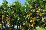 cedro-citrus-medica-in-fitocella-h-140150-cm-agrumi