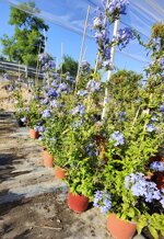 plumbago-capensis-h-100120-cm