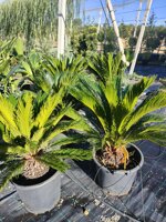 cycas-revoluta