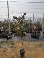 nespolo-del-giappone-alberi-da-frutto-in-fotocella