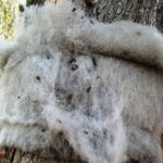 rincotrap-trappola-per-insetti-oziorrinco-e-forficula-15-cm-2025-metri-x-2