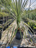 cordyline-indivisa-dracena-indivisa-vaso-20