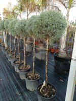 cupressus-arizonica-a-palloncino-h-120130-cm