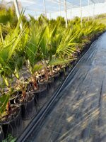 washingtonia-robusta-palma-messicana-vaso-22