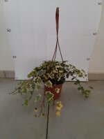 ederina-variegata-edera-helix-elegantissima-vaso-14