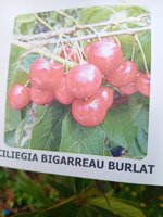 ciliegio-in-fitocella-h-140150-alberi-da-frutto