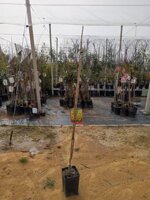 gelso-alberi-da-frutto-in-vaso-varieta-gelso-bianco-gelso-nero