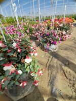 fucsia-fuchsia-vaso-18-rosso-e-bianco-viola-e-rosso