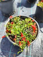 punica-granatum-nana-melograno-nano-vaso-18