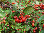 cotoneaster-franchetii-vs-20